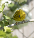 Yellow Warbler 6997